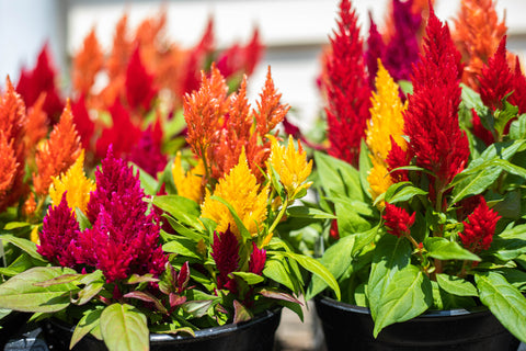 Red, orange, pink, and yellow potted plants