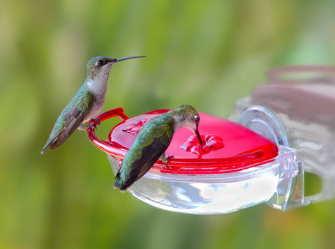 The Gem Window Hummingbird Feeder 4oz