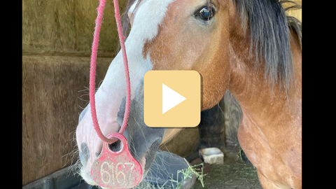 Horse with a pink bridle and '6167' tag in a stable