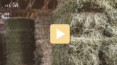 Hay bales with a play button overlay in a barn setting