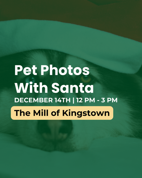 Pet Photos With Santa | The Mill of Kingstown