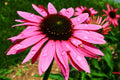Echinacea Purple Cone Flower 