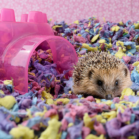 Hedgehog in a colorful bedding with a pink hamster wheel