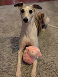 Dog with Lamb Plush Dog Toy