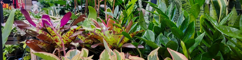 Horticultural Series: Indoor Gardening