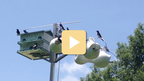 Birds perched on a birdhouse against a clear blue sky with trees in the background.