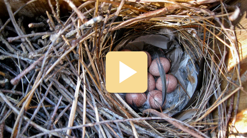 Nest with eggs and a play button overlay