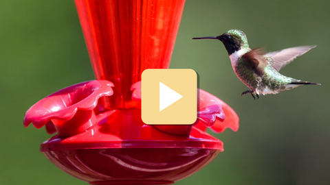 Red hummingbird feeder with a hummingbird in flight against a green background