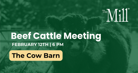 Promotional graphic for a beef cattle meeting at The Mill with a cow in the background.