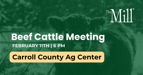 Promotional graphic for a beef cattle meeting at The Mill with a calf in the background.