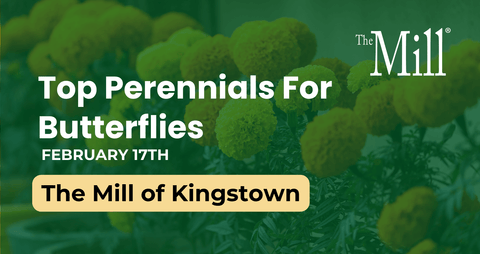 Advertisement for 'Top Perennials For Butterflies' event at The Mill of Kingstown with green background and text overlay.