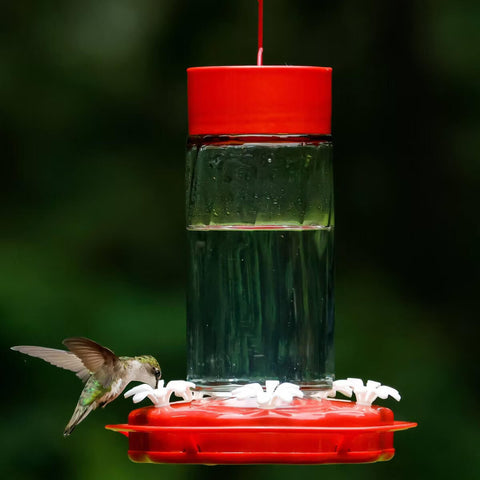 Nature’s Way Scarlet Swirl glass hummingbird feeder, 20 oz, with red and clear glass design and feeding ports for hummingbirds.