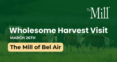 Promotional graphic for 'Wholesome Harvest Visit' at The Mill of Bel Air with cows in the background.