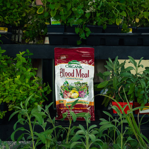 A bag of Organic Blood Meal fertilizer stands upright on a black planter shelf surrounded by green houseplants in a garden center setting.