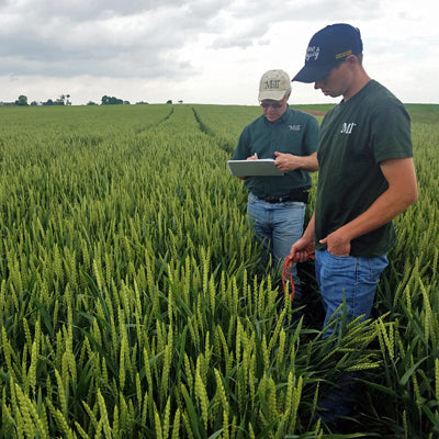 Agronomist out in a wheat field