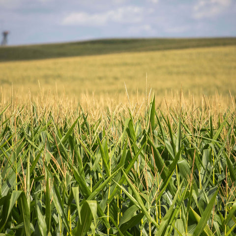 Corn field