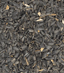 Black Oil Sunflower Peredovik Sunflower seeds for bird feed