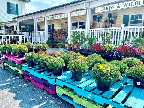 Bel Air front of store with mums