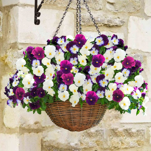Hanging basket of pansies white, purple and magenta colored