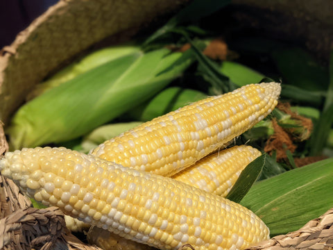 Bicolor Corn