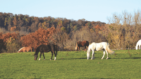 Fall Pasture Prep