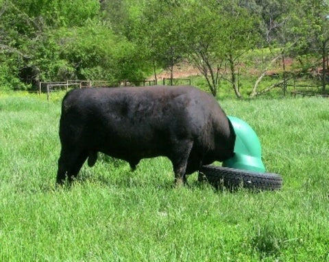 A Bull Using a Mineral Feeder in a lush pasture