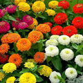 Red, orange, yellow and white california giant zinnia blooms