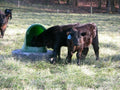 Calves feeding from a mineral feeder in a pasture