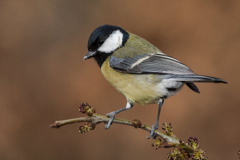 Close up selective focus shot of a chickadee on a branch with a blurred brown background