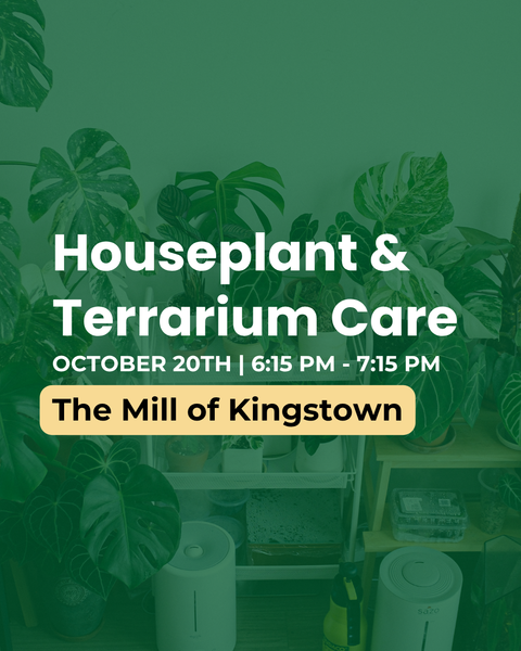 Promotional graphic for a 'Houseplant & Terrarium Care' workshop on October 20th at 10:00 AM - 2:00 PM at 'The Mill of Kingstown'. The image features a green-tinted background of a plant nursery with various houseplants, shelves, and diffusers, overlaid with white and yellow text.