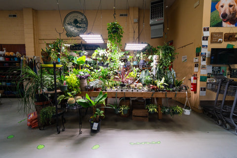 The Mill of Kingstown