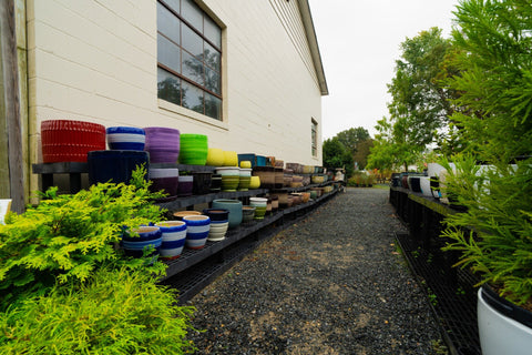 The Mill of Kingstown