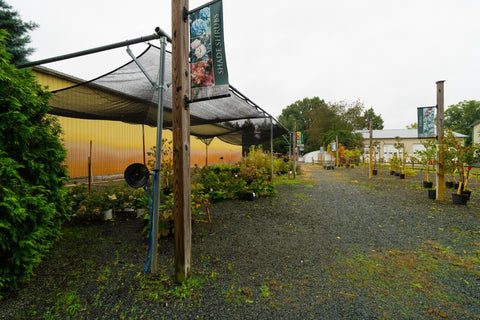 The Mill of Kingstown