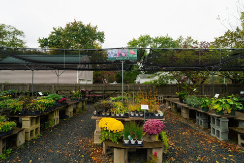 The Mill of Kingstown