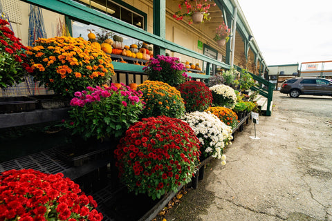 The Mill of Whiteford