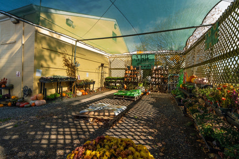 The Mill of Hampstead