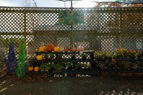 The Mill of Hampstead