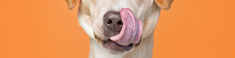 A dog licking his chops