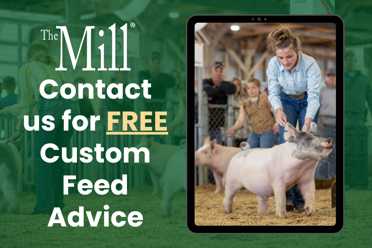 Livestock Services | Expert Farm Support at The Mill