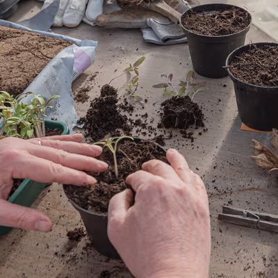 Potting a plant with soil