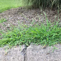 Weed in a flower bed