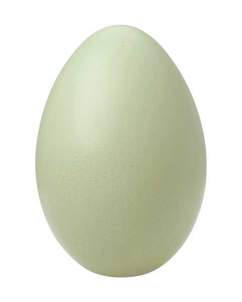 Ready-to-Lay Program Starlight Green Egger Pullets