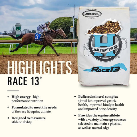 Hallway Feeds Race 13 Horse Feed