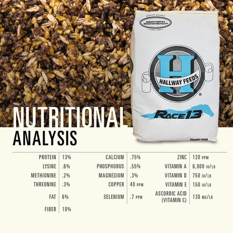 Hallway Feeds Race 13 Horse Feed