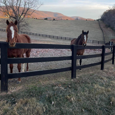 Horses at fence