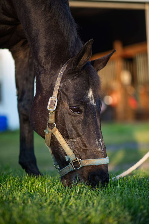 Horse eating grass