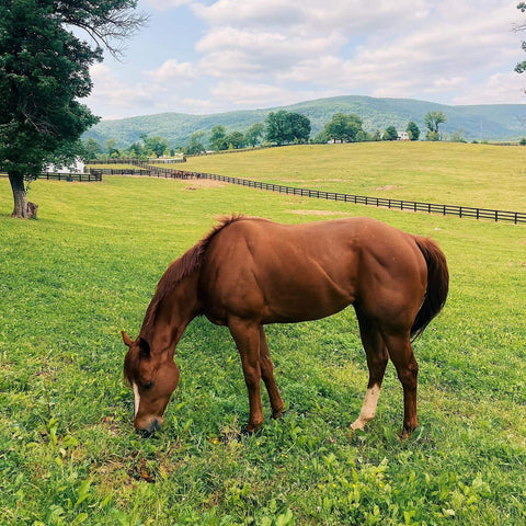 Horse grazing