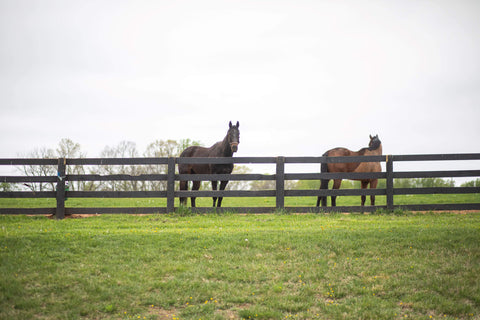 two horses in a field