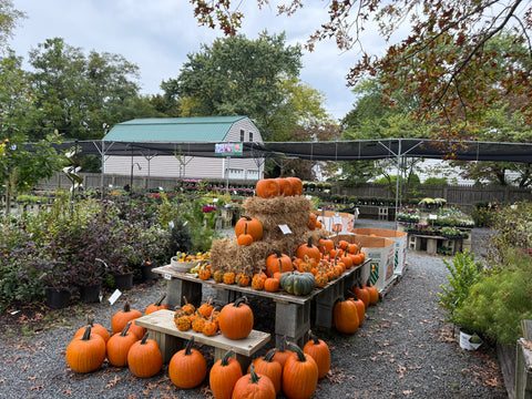 Fall Fun at The Mill