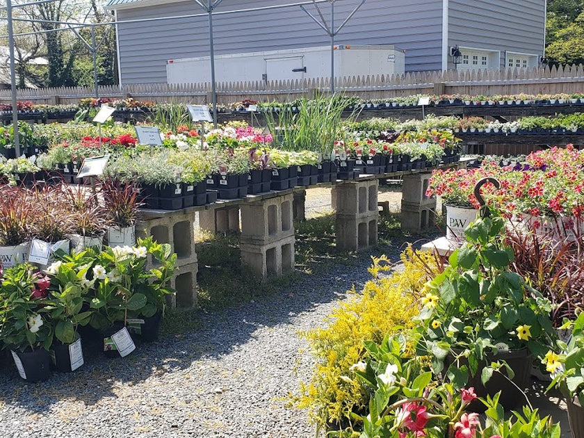 The Mill of Kingstown